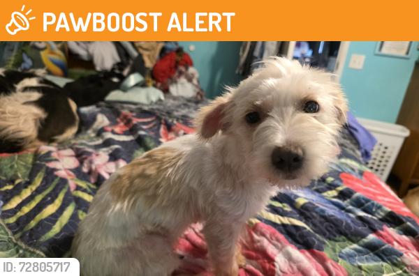 Found/Stray Female Dog last seen Hey 105 and n duck creek, Montgomery County, TX 77328