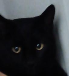 Lost Male Cat last seen Shackleton Road Apex NC, Apex, NC 27502