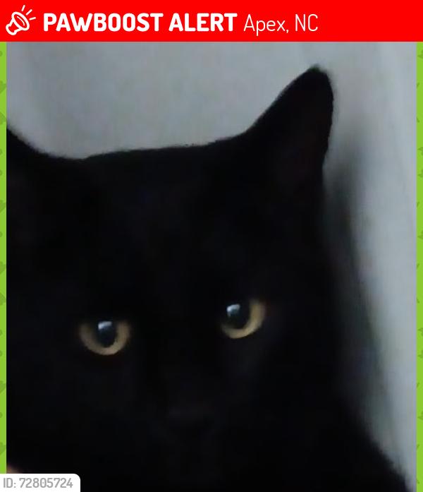 Lost Male Cat last seen Shackleton Road Apex NC, Apex, NC 27502