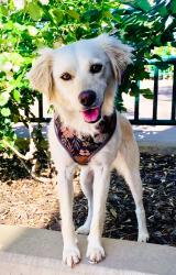 Found/Stray Female Dog last seen riverboat in river island  , Lathrop, CA 95330