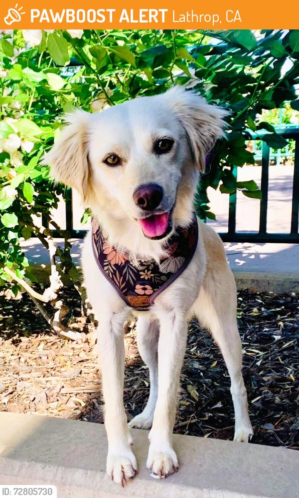Found/Stray Female Dog last seen riverboat in river island  , Lathrop, CA 95330