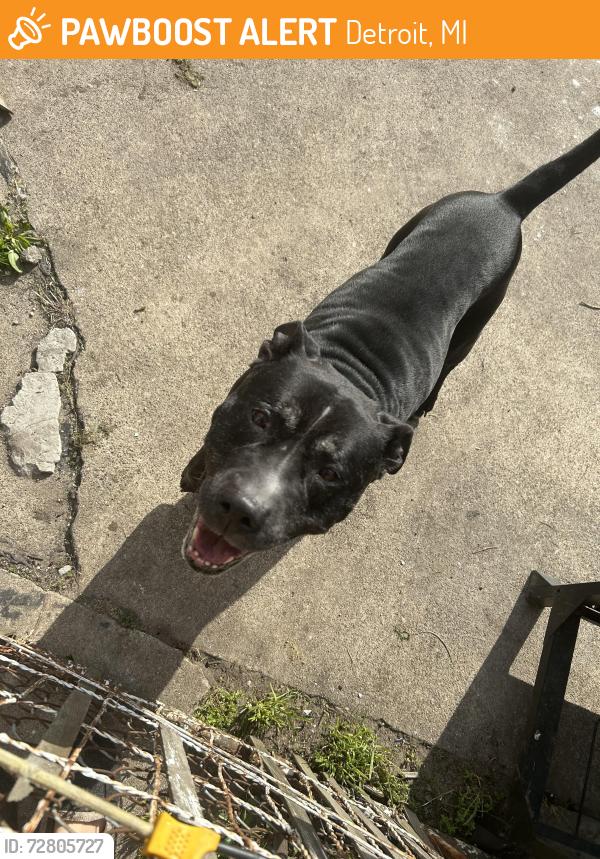 Found/Stray Male Dog last seen Russell St & E State Fair, Detroit, MI 48202