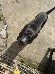 Found/Stray Male Dog last seen Russell St & E State Fair, Detroit, MI 48202