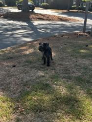 Found/Stray Male Dog last seen East ponce village, Stone Mountain, GA 30083
