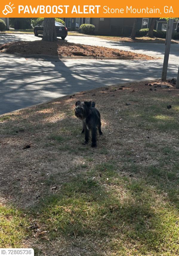 Found/Stray Male Dog last seen East ponce village, Stone Mountain, GA 30083
