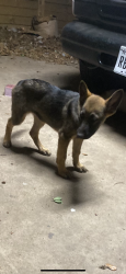 Lost Female Dog last seen 29th st, McAllen, TX 78504