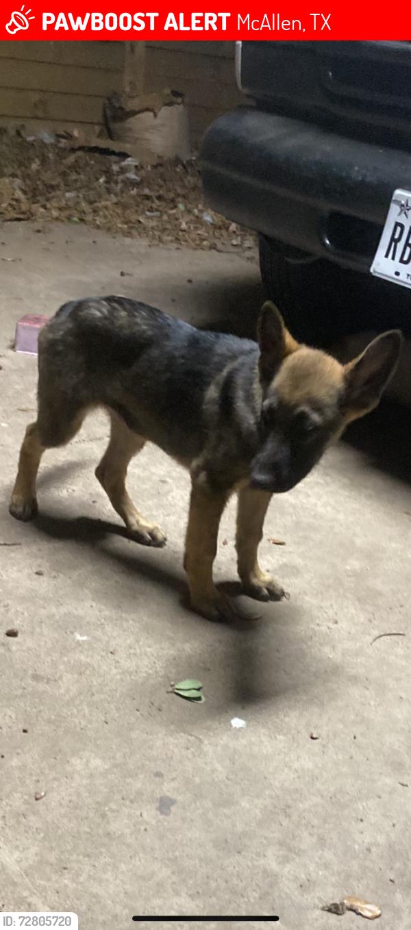 Lost Female Dog last seen 29th st, McAllen, TX 78504