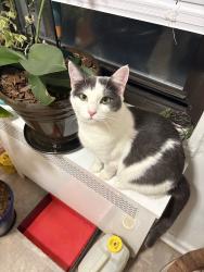 Lost Female Cat last seen Faller dr, New Milford, NJ 07646