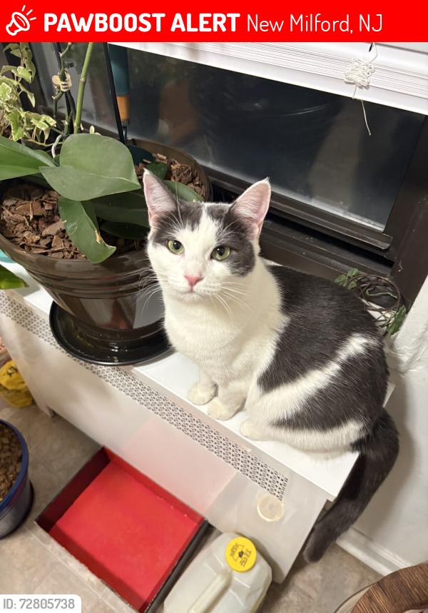 Lost Female Cat last seen Faller dr, New Milford, NJ 07646