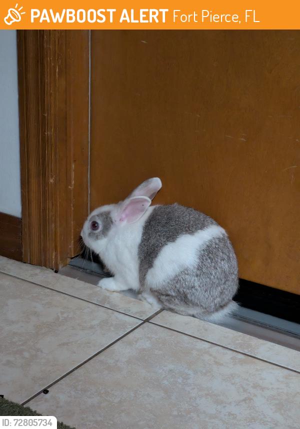 Found/Stray Unknown Rabbit last seen right off Virginia and Sunrise, Fort Pierce, FL 34950