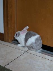 Found/Stray Unknown Rabbit last seen right off Virginia and Sunrise, Fort Pierce, FL 34950