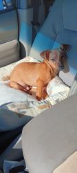 Found/Stray Male Dog last seen Near Grant Ave, Carmichael, CA 95608, Carmichael, CA 95608