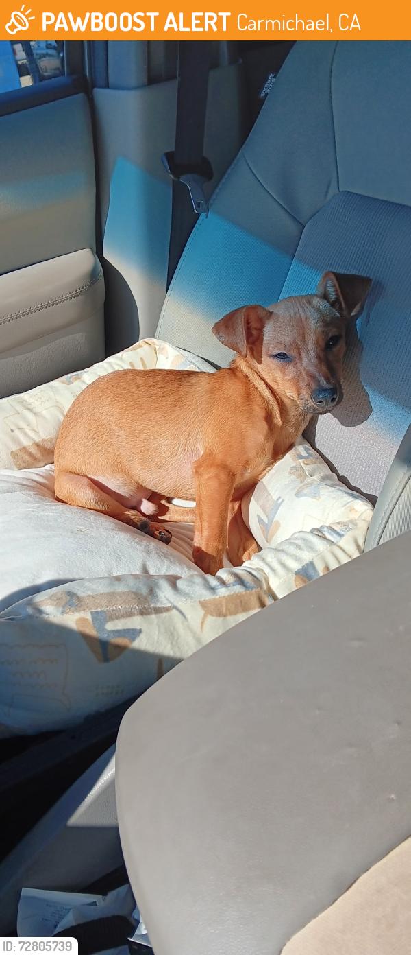 Found/Stray Male Dog last seen Near Grant Ave, Carmichael, CA 95608, Carmichael, CA 95608