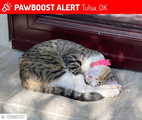 Lost Female Cat last seen 22nd and Braden, Tulsa, OK 74114