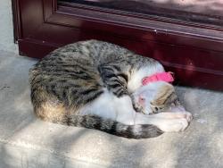 Lost Female Cat last seen 22nd and Braden, Tulsa, OK 74114
