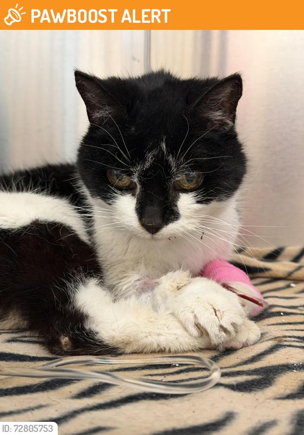 Found/Stray Female Cat last seen Near Antrim Road, Belfast, Belfast, Northern Ireland BT15 5GN