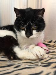 Found/Stray Female Cat last seen Near Antrim Road, Belfast, Belfast, Northern Ireland BT15 5GN
