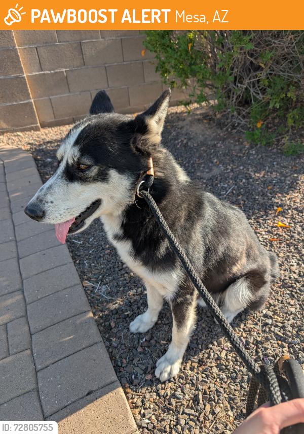 Found/Stray Unknown Dog last seen Lindsay and adobe, Mesa, AZ 85213