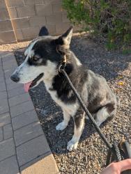 Found/Stray Unknown Dog last seen Lindsay and adobe, Mesa, AZ 85213
