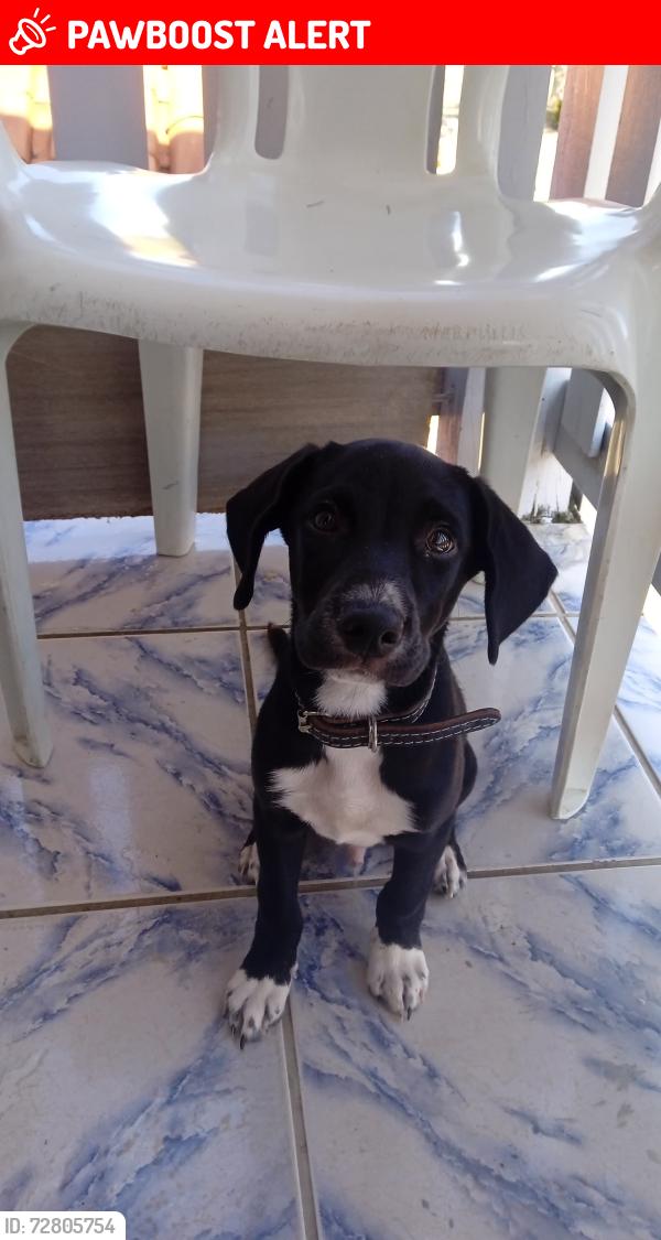 Lost Male Dog last seen Pedro rosignade, Conjunto Habitacional Joao Pioli, SP 