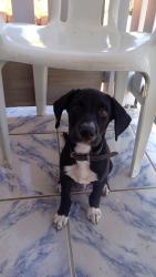 Lost Male Dog last seen Pedro rosignade, Conjunto Habitacional Joao Pioli, SP 