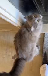 Found/Stray Male Cat last seen Rockingham county animal shelter , Rockingham County, NC 27375