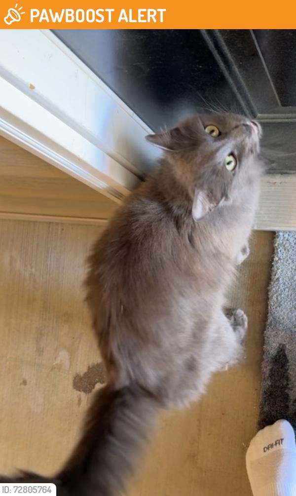 Found/Stray Male Cat last seen Rockingham county animal shelter , Rockingham County, NC 27375