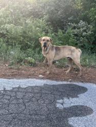 Found/Stray Male Dog last seen Bankhead hwy and Harper rd, Lithia Springs, GA 30122