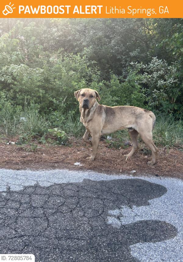 Found/Stray Male Dog last seen Bankhead hwy and Harper rd, Lithia Springs, GA 30122