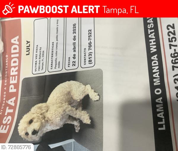 Lost Female Dog last seen Off Berry Rd , Tampa, FL 33634