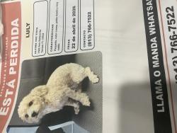 Lost Female Dog last seen Off Berry Rd , Tampa, FL 33634