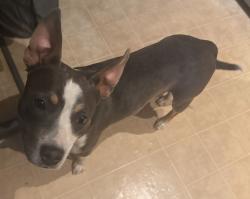 Found/Stray Male Dog last seen Of S Reilly rd , Fayetteville, NC 28314