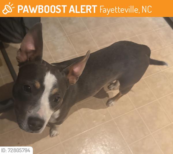Found/Stray Male Dog last seen Of S Reilly rd , Fayetteville, NC 28314