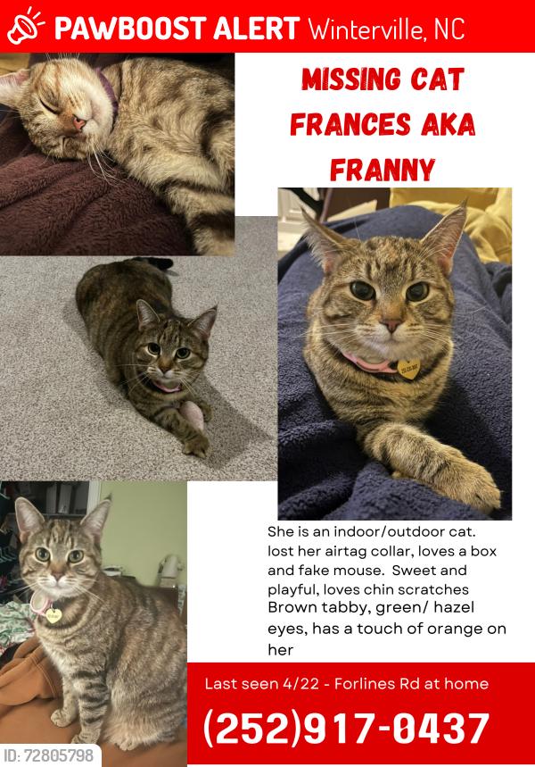 Lost Female Cat last seen Forlines rd, Winterville, NC 28590