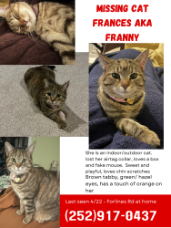 Lost Female Cat last seen Forlines rd, Winterville, NC 28590