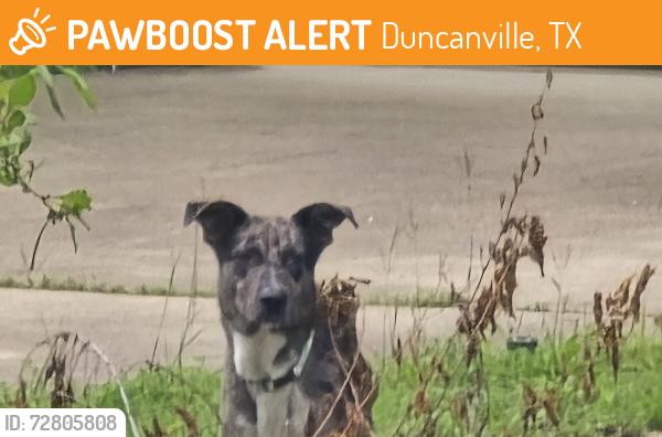 Found/Stray Unknown Dog last seen Mizell and Peach, Duncanville, TX 75116