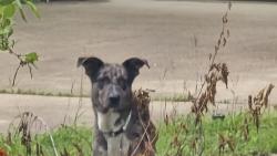 Found/Stray Unknown Dog last seen Mizell and Peach, Duncanville, TX 75116