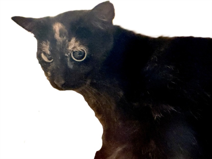 Shelter Stray Female Cat last seen , Los Angeles, CA 90031