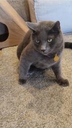 Lost Male Cat last seen Loma Vista and Court Ave, Ventura, CA 93003