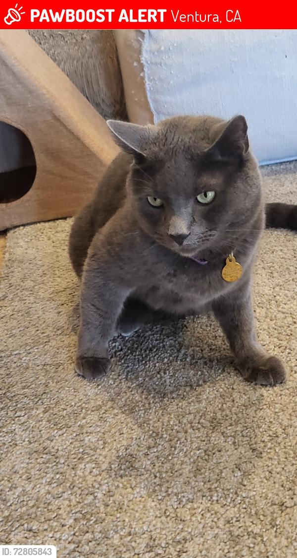Lost Male Cat last seen Loma Vista and Court Ave, Ventura, CA 93003
