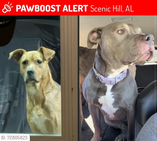Lost Female Dog last seen Howells ferry and snow rd Semmes al, Scenic Hill, AL 36575