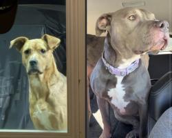 Lost Female Dog last seen Howells ferry and snow rd Semmes al, Scenic Hill, AL 36575