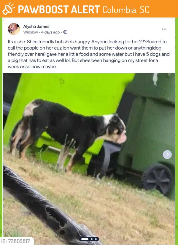 Found/Stray Female Dog last seen Richland Saw on Nextdoor, Columbia, SC 29229