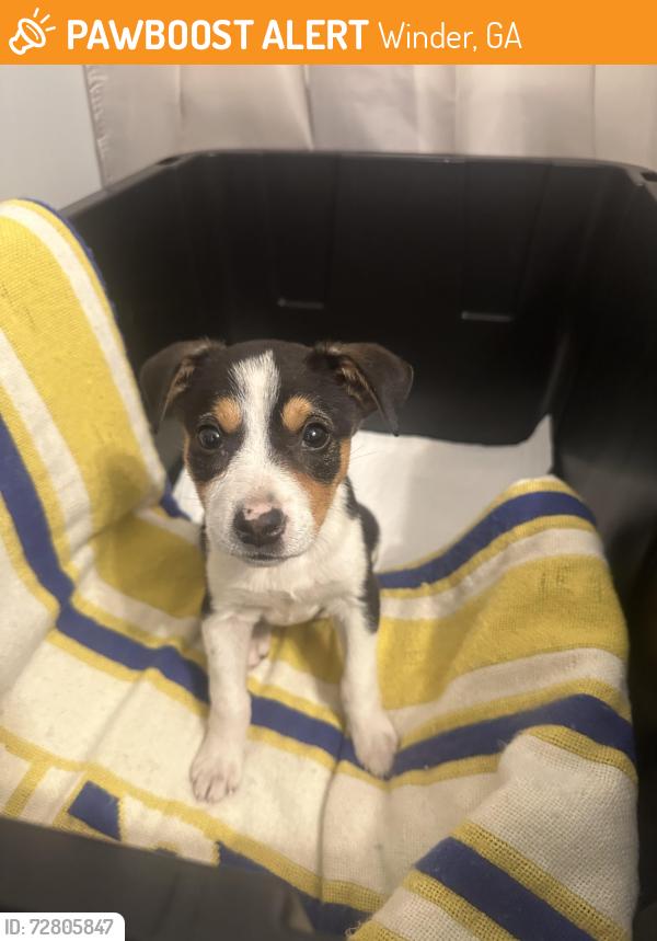 Found/Stray Female Dog last seen Near McGee Road Southwest, Ste A4100a, Snellville, GA 30078, Winder, GA 30680