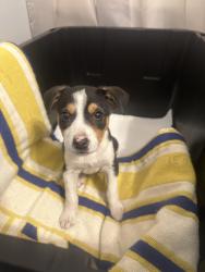 Found/Stray Female Dog last seen Near McGee Road Southwest, Ste A4100a, Snellville, GA 30078, Winder, GA 30680