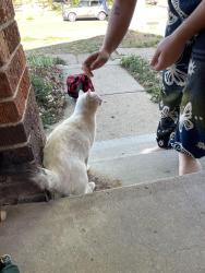 Found/Stray Male Cat last seen 33rd and Clayton, Denver, CO 80205