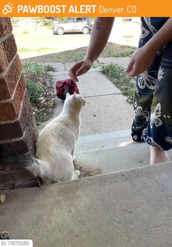 Found/Stray Male Cat last seen 33rd and Clayton, Denver, CO 80205