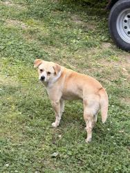 Found/Stray Male Dog last seen Near the skating rink, Rome, GA 30161