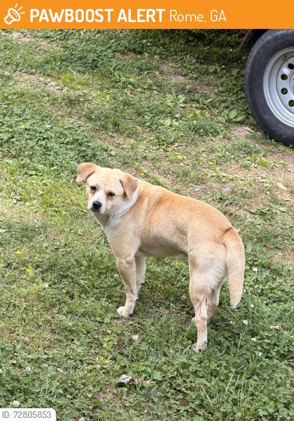 Found/Stray Male Dog last seen Near the skating rink, Rome, GA 30161
