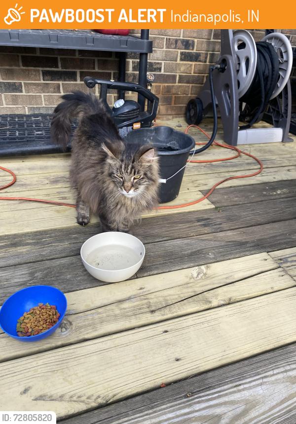 Found/Stray Unknown Cat last seen Acton Road , Indianapolis, IN 46259